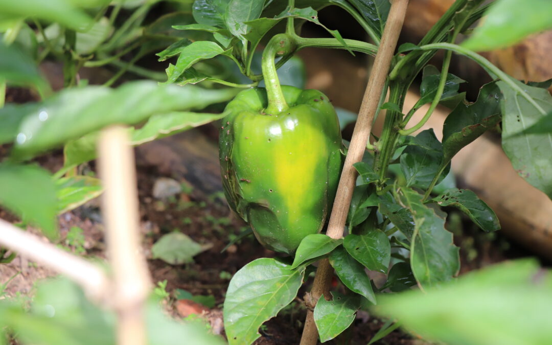 La Huerta de Unisabaneta: Un Sueño Colectivo que  Alimenta nuestra Vida